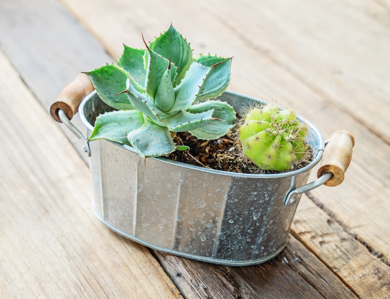 Puedes combinar diferentes estilos y tamaños de cactus, dependiendo del lugar donde pienses colocarlos.