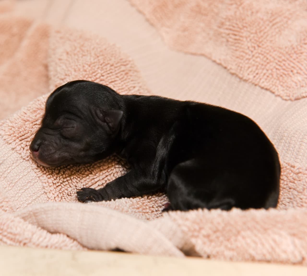 Además incluye examen de bienestar complementario (dentro de los 5 días de la adopción) y atención complementaria de seguimiento (dentro de los 14 días de la adopción) en cualquier momento.