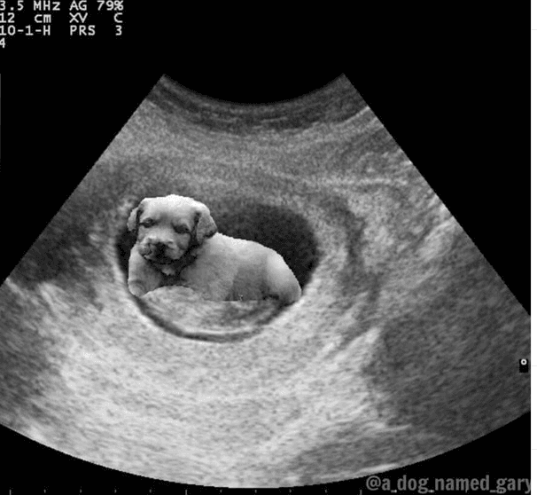 Cuando millones de fans enloquecían con la noticia, Justin Bieber subió la foto de la ecografía… pero con un perrito.