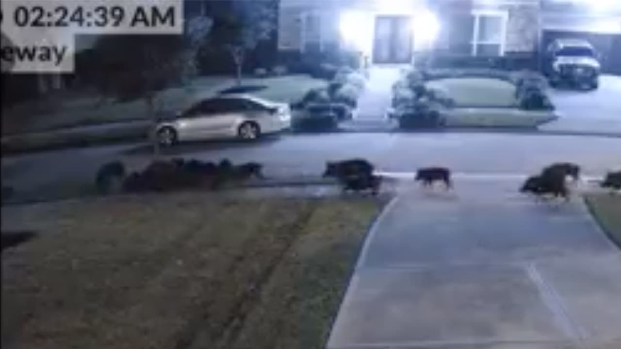 Los cerdos salvajes pueden albergar por lo menos 30 enfermedades y casi 40 tipos de parásitos que pueden afectar la salud de personas, mascotas, ganado, y la fauna. Algunas de las enfermedades pueden ser fatales, indica el Departamento de Parques y Vidas Silvestre.