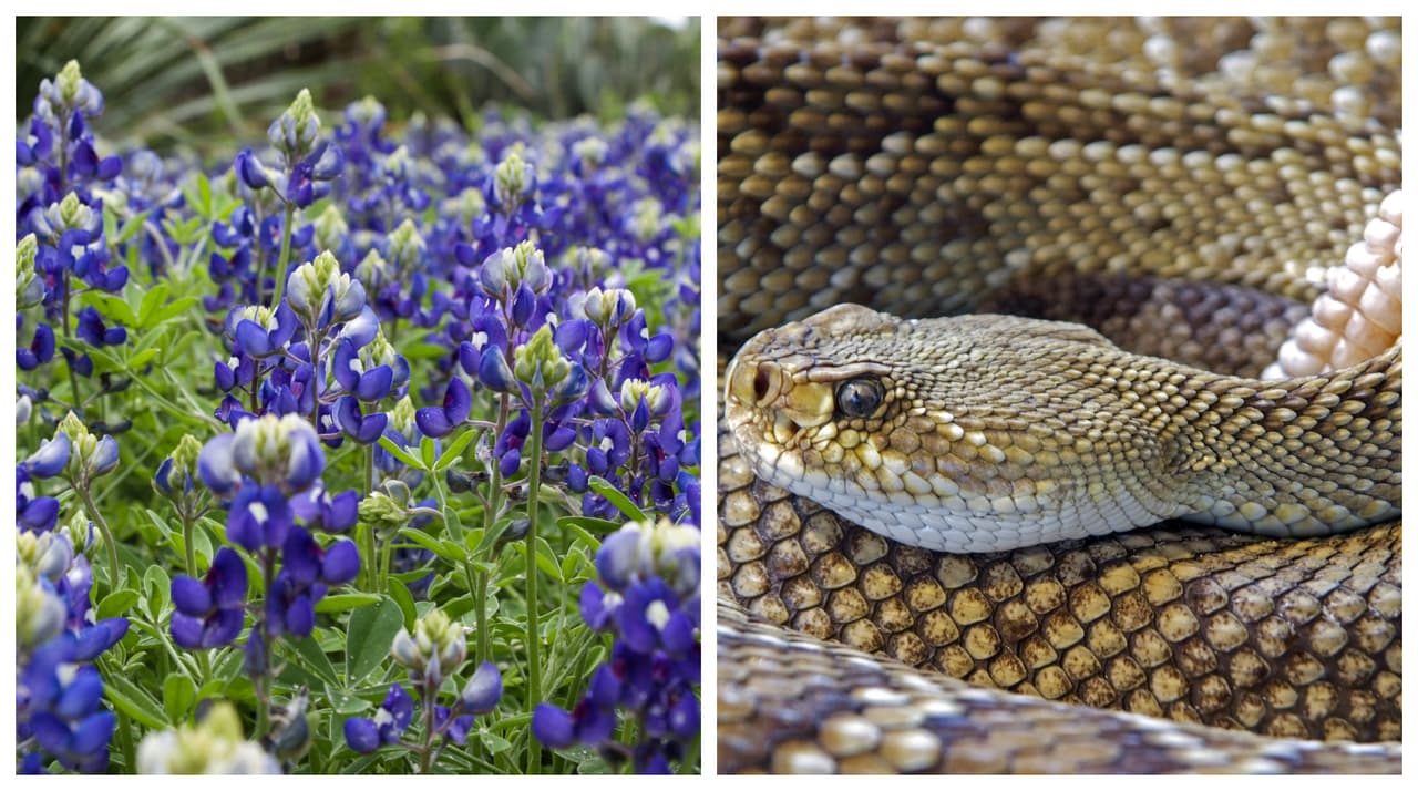 Llega la primavera y también la temporada de apareamiento de serpientes en Texas