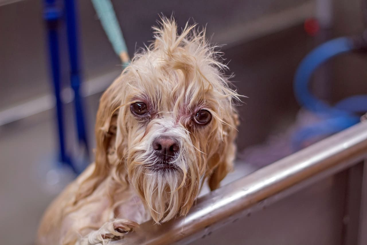 La artista es criadora y fotógrafa, por lo que decidió reunir sus dos pasiones en una sola actividad.