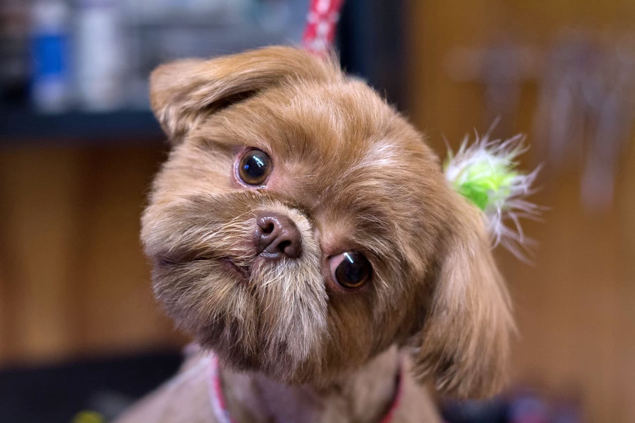 Ahora está contenta de poder ver el cambio de humor que produce en sus clientes, los perros.