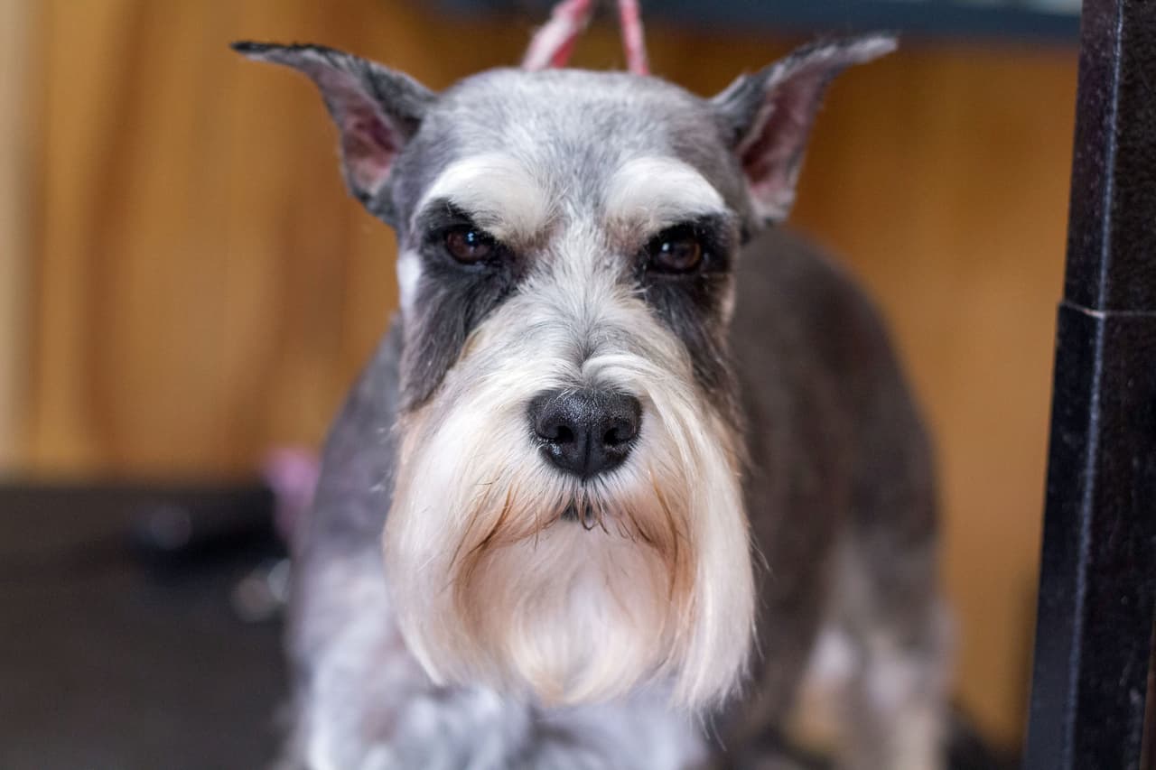 "Realmente veo la limpieza de los perros como una forma de arte", admitió ella.