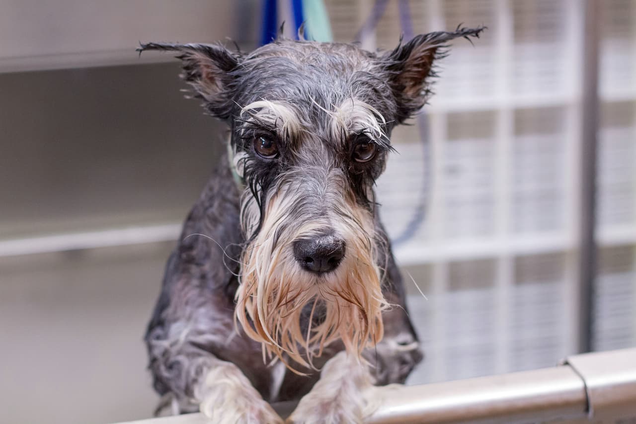 Ella convierte estos bigotes mojados en una maravilla.