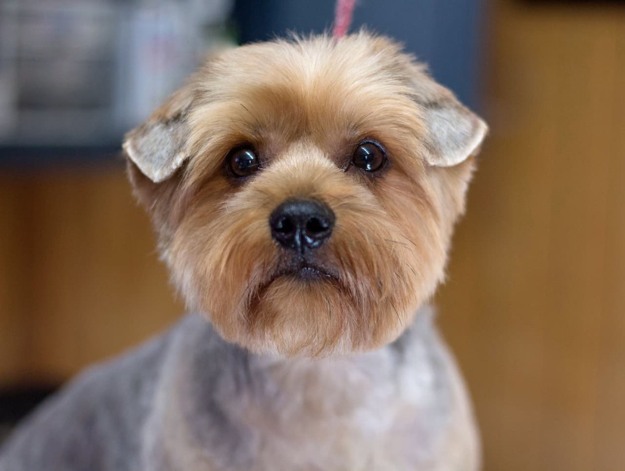 Después, termina convertido en una espléndida bola de pelos con ojos brillosos.