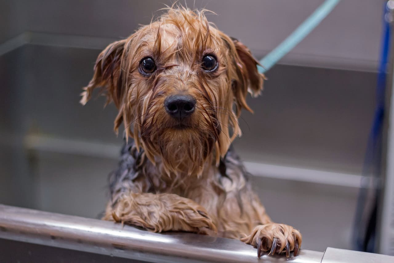 <b>Evita bañarlo con mucha frecuencia. </b>Esto podría irritar su piel y dañarle el pelaje. Lo ideal es hacerlo una vez al mes o cada 3 semanas como máximo, dependerá de su actividad física al exterior.
