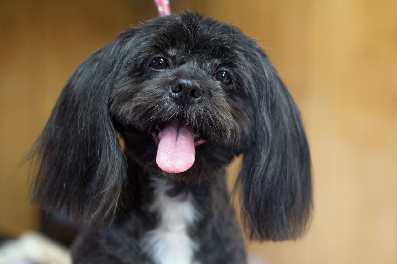 A ella le encanta cómo los perros lucen tristes al llegar al salón, pero salen radiantes.