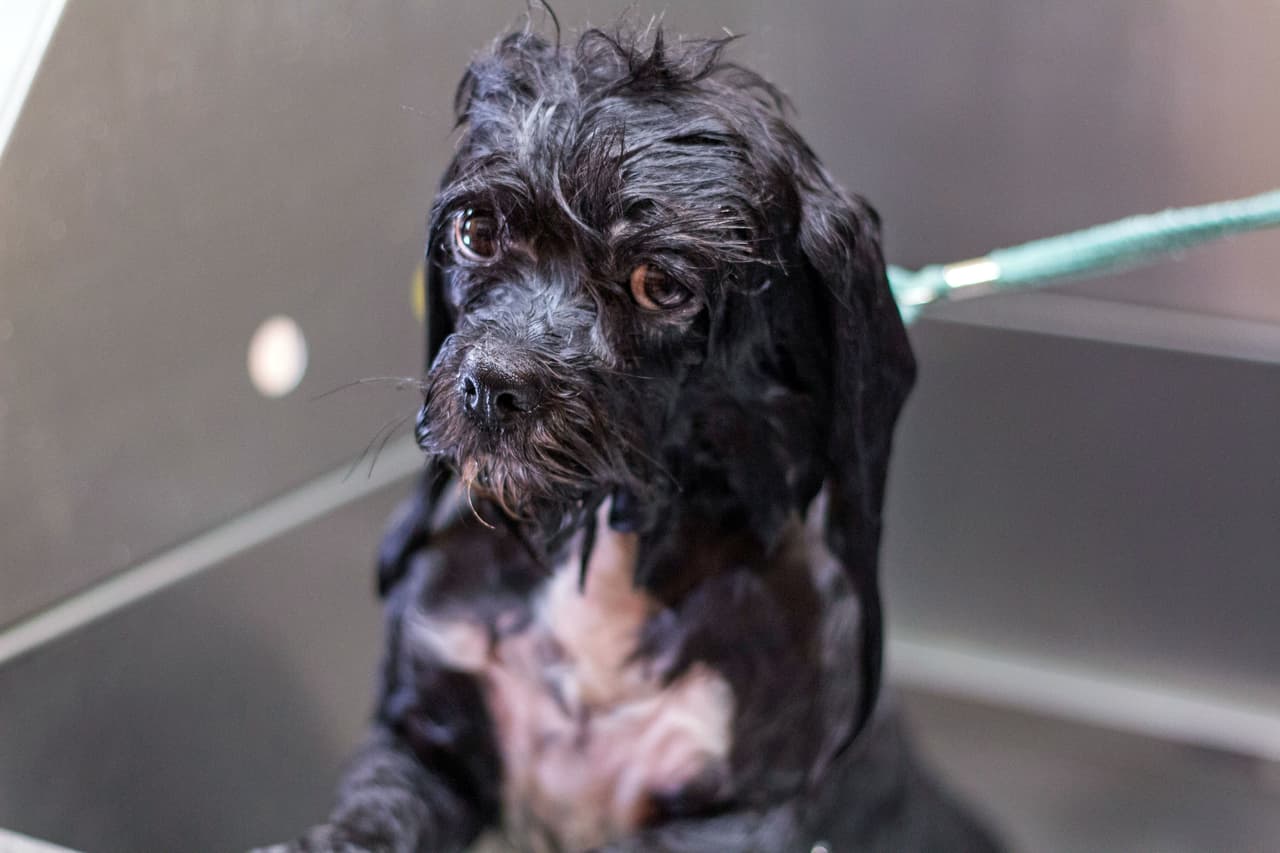 Jasmyn Jenson, de Montana, es una experta en crianza. Fue ella quien realizó las imágenes.