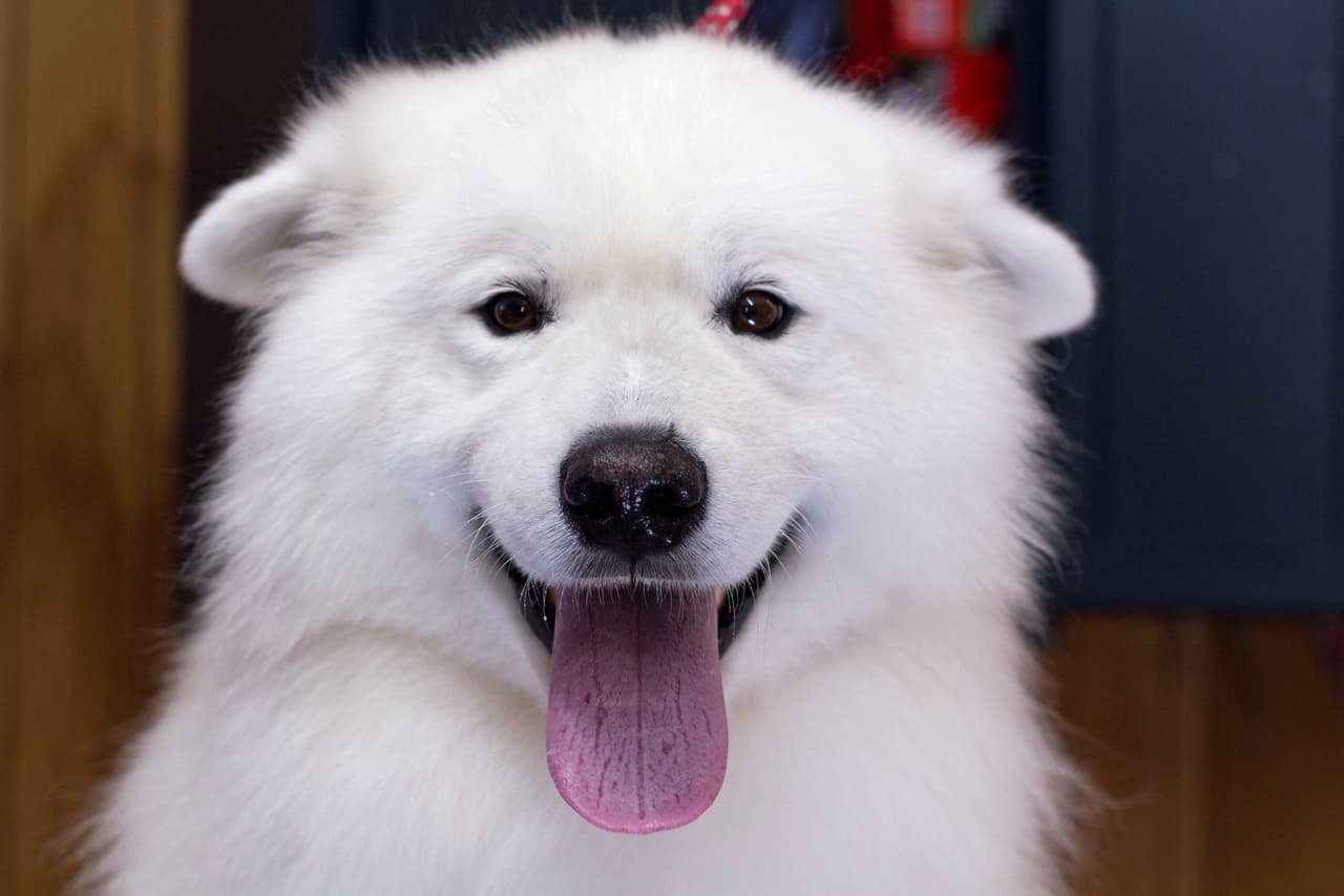 Pero Jasmyn dice que los perros aman visitar su salón. “Quería mostrar el antes y después a mis clientes, ¡y les encantó tanto que creó una cuenta de Instagram!”, explicó ella.