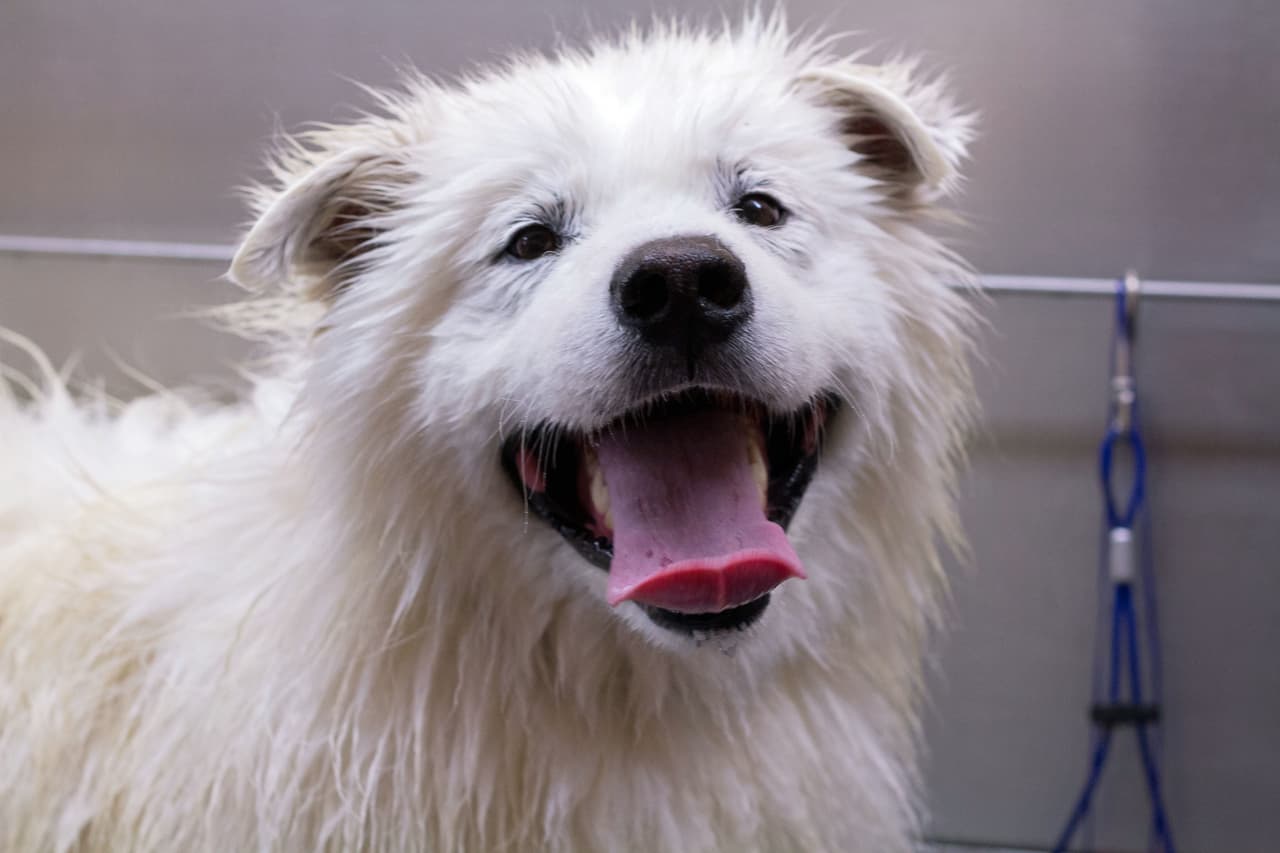 Quienes tienen perros, están acostumbrados a lo exhaustive que es luchar para que la mascota se deje acicalar.