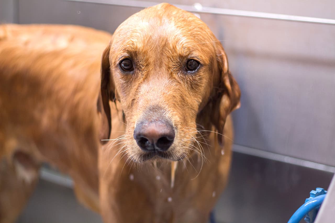 Por ejemplo, este encantador Golden Retriever que sólo quiere que alguien lo saque.