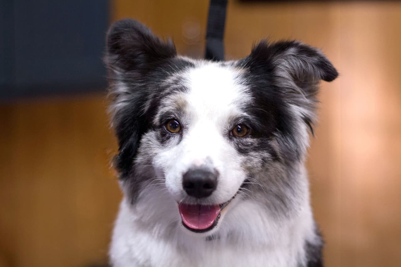 Después de tener el pelaje mojado, estos canes quedaron completamente cambiados.