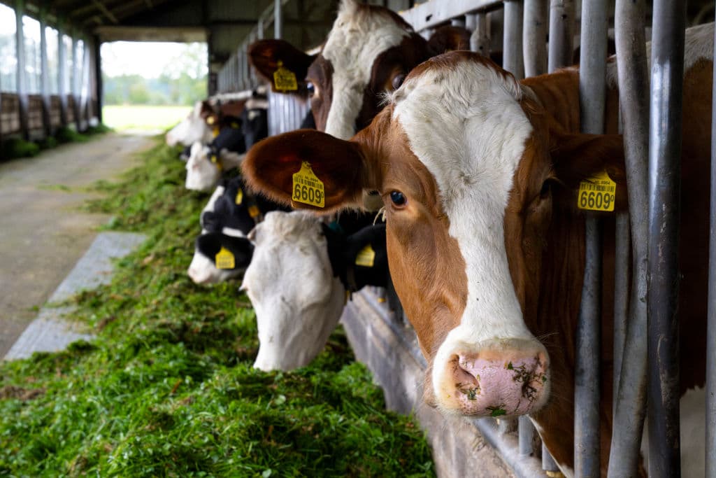 ¿Debemos preocuparnos por el virus H5N1? 8 claves para entender qué está pasando con la gripe aviar