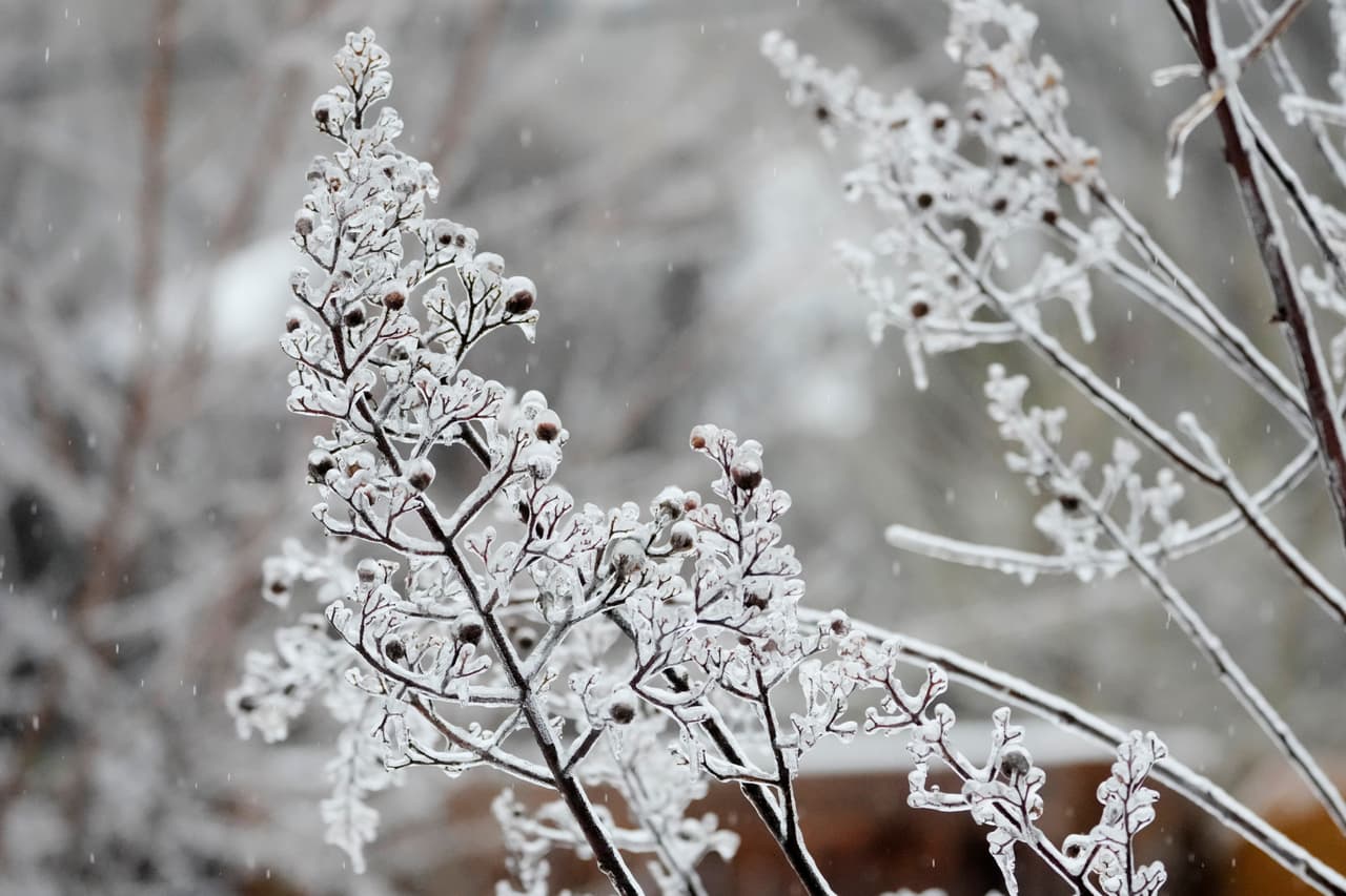 Ramas de árboles cubiertas de hielo durante una tormenta invernal el domingo en Nashville.