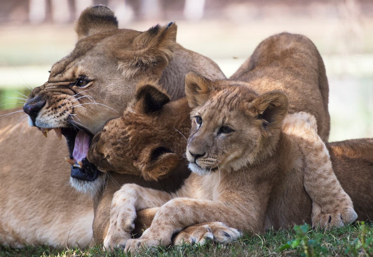 Los pequeños leones juegan con su madre y aprende con ella las habilidades que requieren para sobrevivir. /Martin Bernetti.