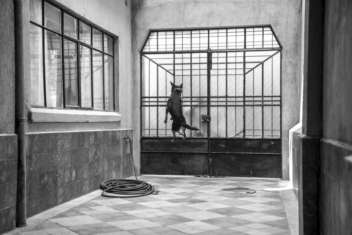 La veterinaria Adriana Cruz Frías reveló el origen del perro a través de su cuenta de Facebook. El animal sufrió maltrato, abandono y estuvo a punto de morir.
<br>