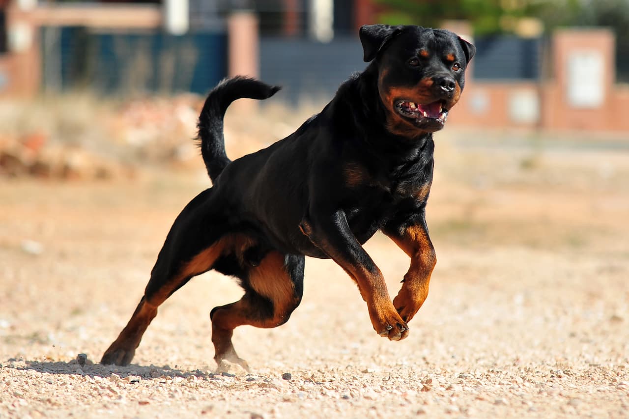 <h3 class="cms-H3-H3">2. Rottweiler</h3>
<br>
<br>Ataques fatales registrados desde 2005: 51
