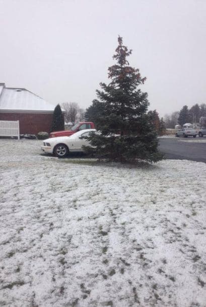 Ver este pino rodeado por la nieve nos hace recordar la Navidad. Imagen enviada por Helena Alejandra Ruiz.