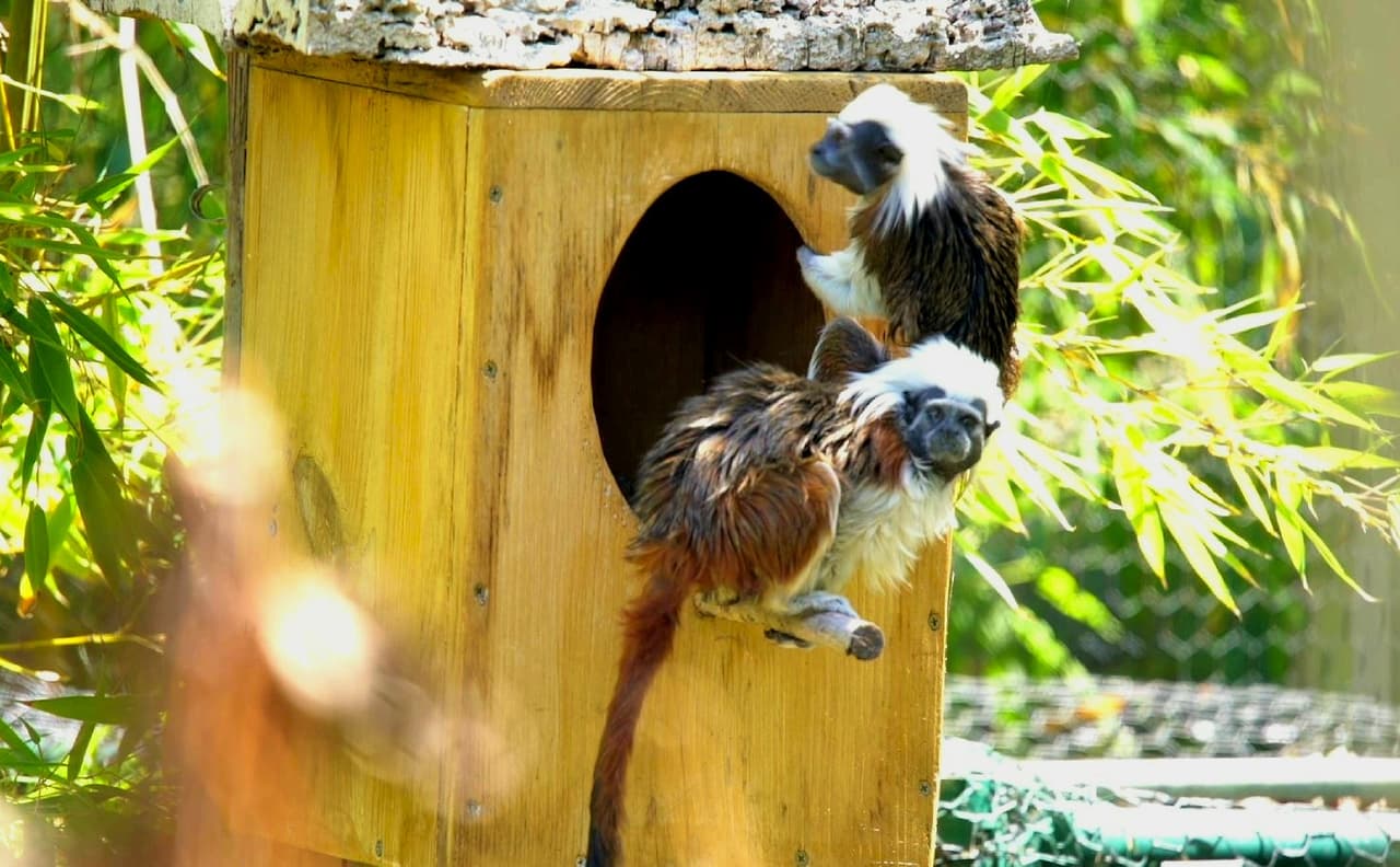 El año pasado, un macho de la misma especie falleció. Su nombre era Felix y él era la pareja de Electra. "Los monos titíes viven en núcleos familiares en Colombia y se pueden deprimir cuando están solos", señaló Andre Dougall, trabajadora del zoológico.