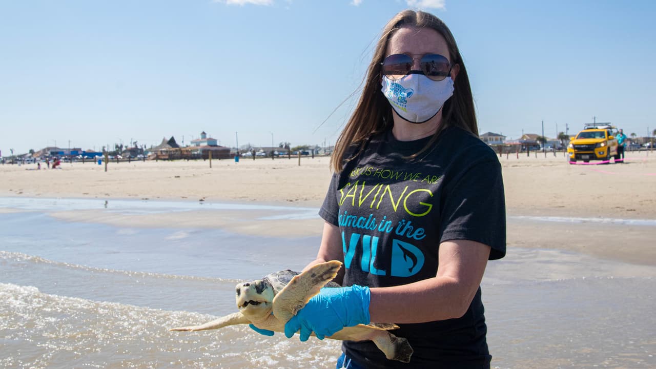 El equipo veterinario del zoológico supervisó el tratamiento de las tortugas que estaban siendo atendidas en Texas A&M en Galveston.
