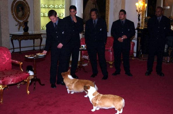 Los corgis son perros pequeños y nativos de Gran Bretaña. Han formado parte de la familia real desde el 1933. En la foto, se observa a los canes recibiendo a los miembros del equipo de rugby 'All Blacks' a su llegada al Palacio de Buckingham.