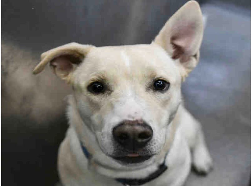 Skye, una mezcla de Labrador Retriever, hembra color canela y blanca.
<br>Ella tiene alrededor de 1 año de edad. Skye ha estado en el refugio desde el 13 de mayo de 2019.
<br>