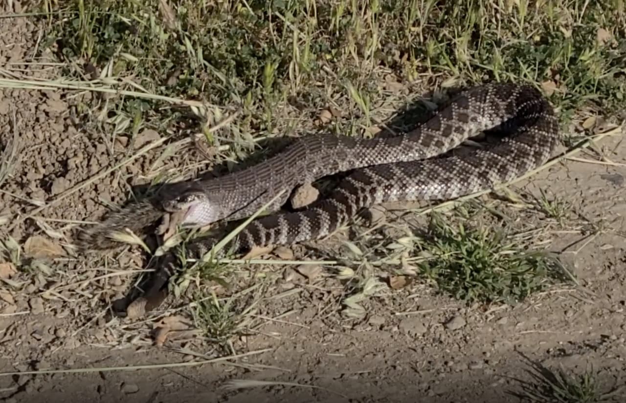 Las serpientes venenosas normalmente se esconden detrás de arbustos, cerca de piedras, escombros o pueden nadar en lagos.