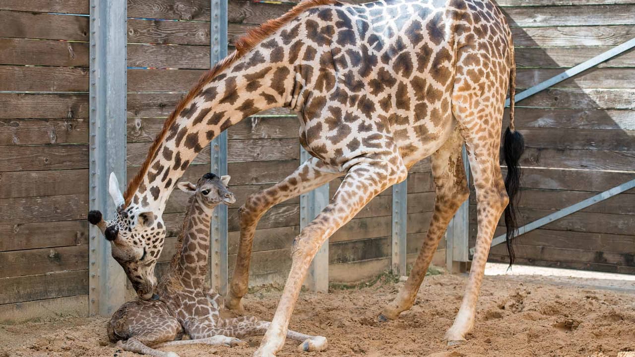 Ambos estarán juntos por unos días antes de que el público pueda verlos.