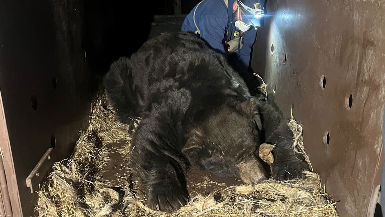 Esto obligó al propietario a llamar al Departamento de Pesca y Vida Silvestre de California (CDFW), que pudo confirmar que se trataba de un oso macho adulto de 525 libras. Las autoridades señalan que fue todo un reto removerlo del lugar.