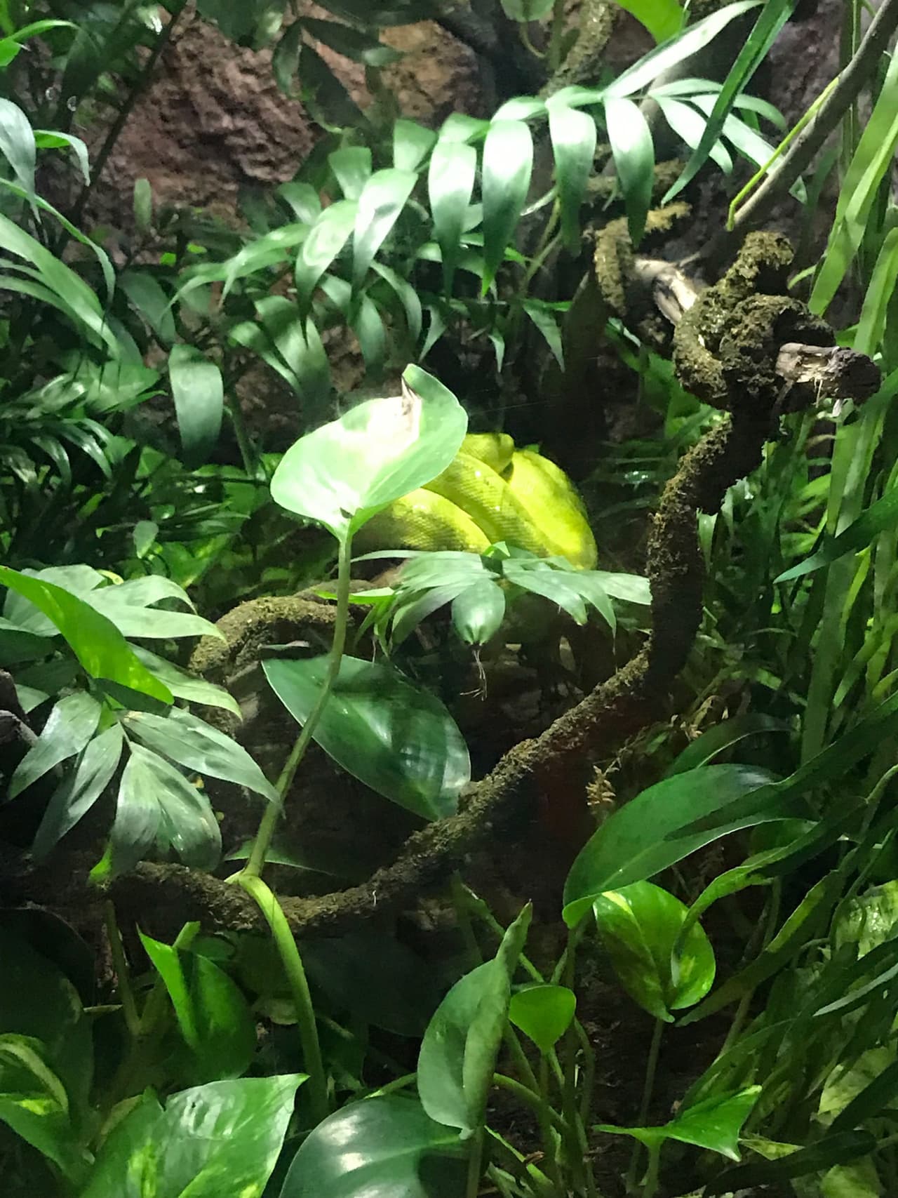 Si encuentras a la Pitón Verde en la imagen, dános un like.