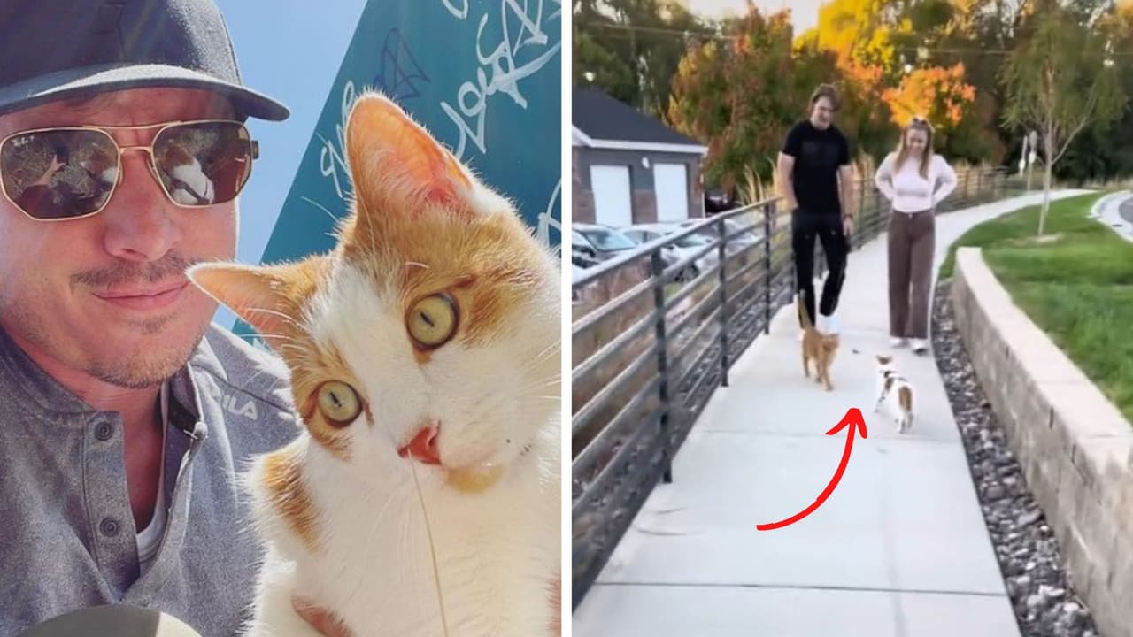 Gatitos mejores amigos se reencuentran tras semanas sin verse: su reacción conmovió a Internet
