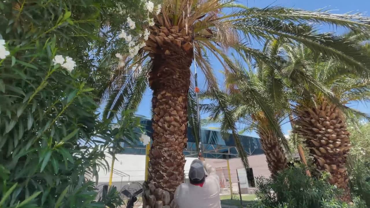 José Cruz Rosales asegura que tiene 18 años trabajando en la jardinería y dice que un sinfín de veces se ha encontrado con panales de abejas, especialmente cuando corta palmeras.