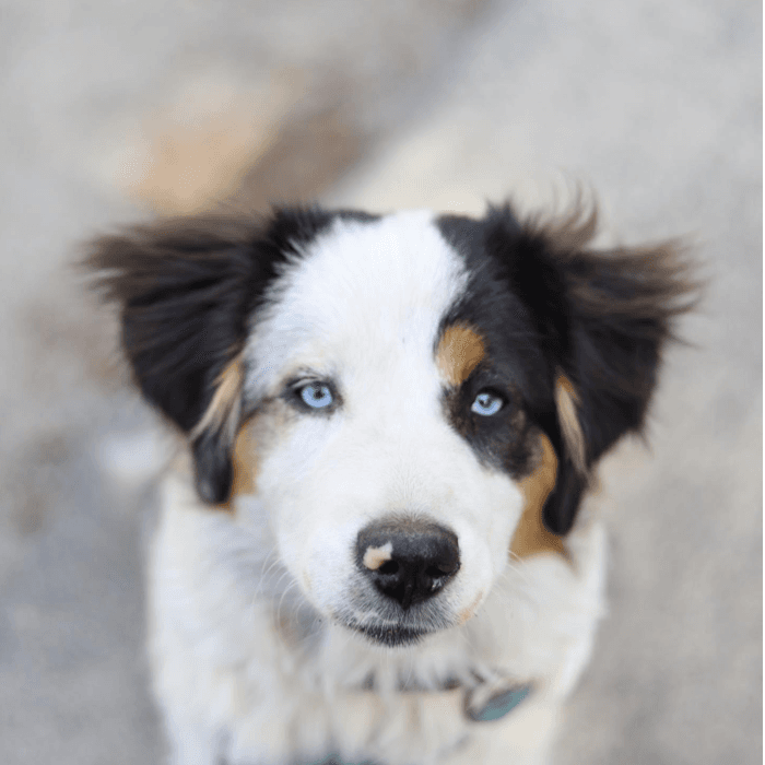 Lidia Márquez, nos presenta a "su nieto de cuatro patas". Lidia nos cuenta que solo tiene una nieta a pesar de tener cuatro hijos. Ella quiere más nietos pero no llegan. Otro de sus hijos llevó a este tierno animalito a la familia que le robó el corazón.