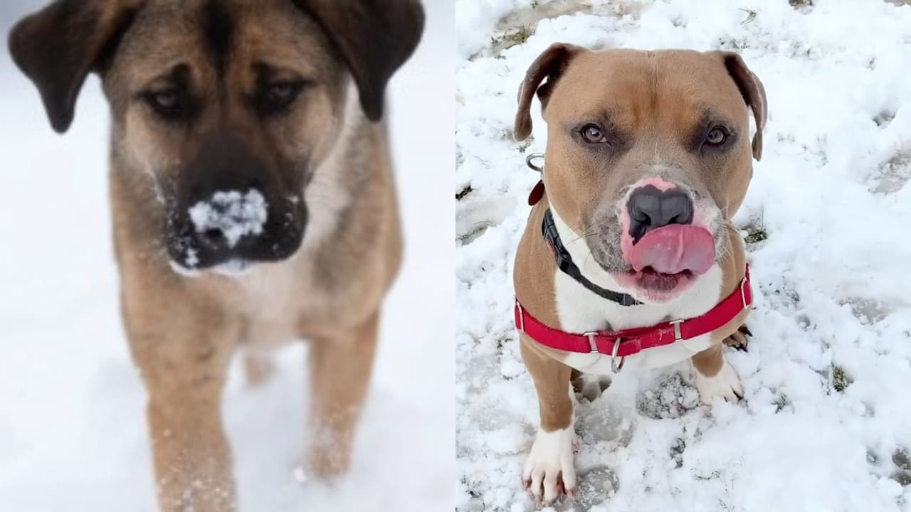 Frente ártico pone en peligro a perros y gatos en Texas: consejos para mantenerlos a salvo durante la tormenta