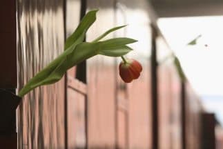 Una flor en uno de los vehículos de pasajeros que alberga una exposición del Holcausto en la estación de tren Ostbahnhof, en Berlín, Alemania.