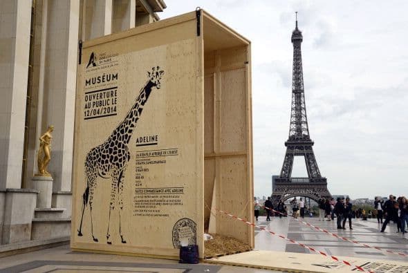Un contenedor para transportar una jirafa apareció cerca de la Torre Eiffel para anunciar la reapertura del zoológico de la ciudad.