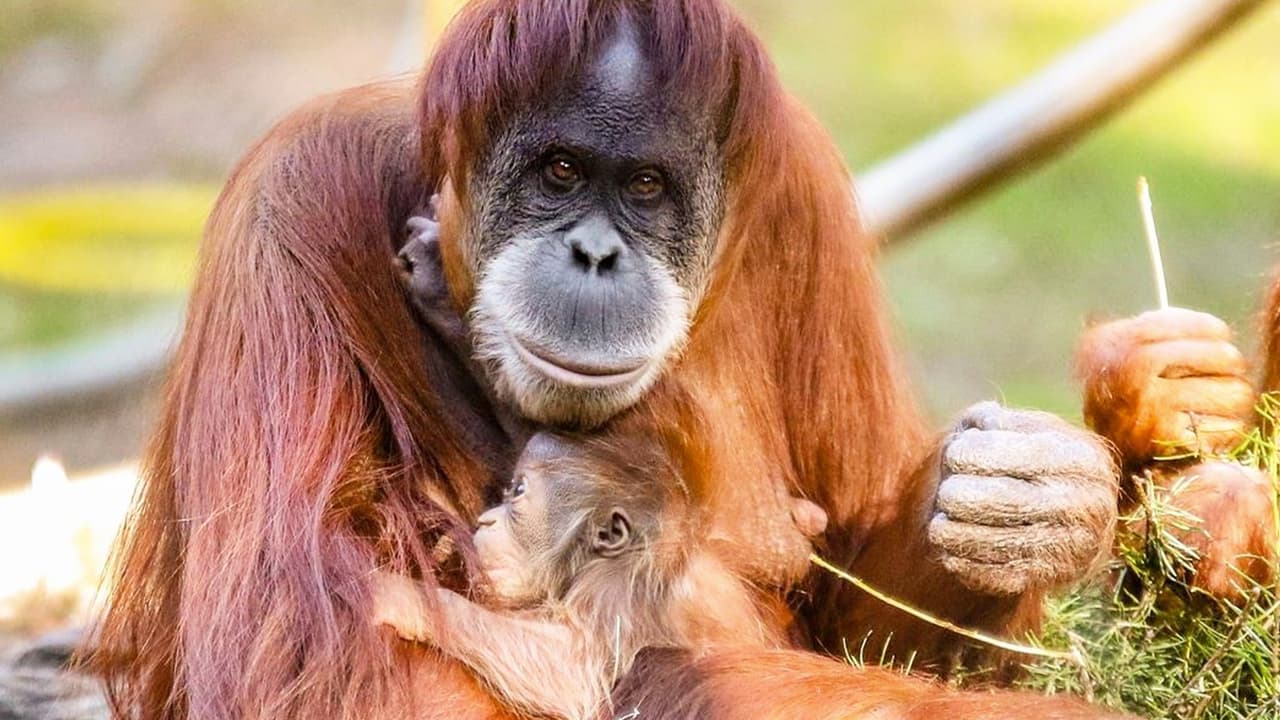 Orangutan Siabu, 31 años, muere a causa de un cáncer.