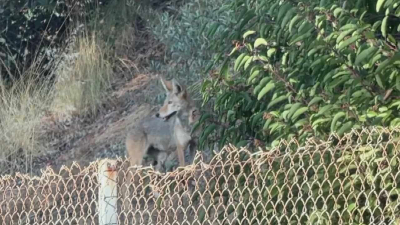 Un coyote ataca a un niño de 14 meses en Atwater Village y exigen medidas para proteger a las familias
