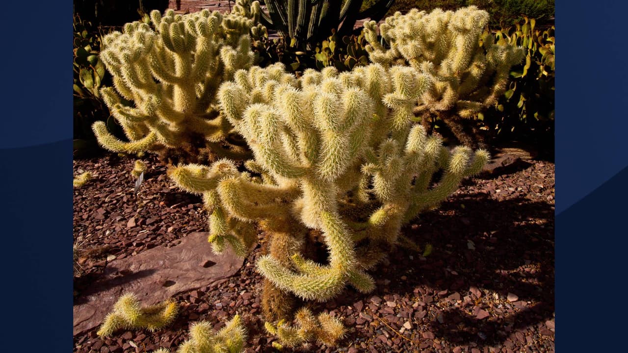 “El aparentemente benigno cactus cholla, conocido también como "cactus saltarín", 
<b>no salta verdaderamente</b> 
<b>pero sí agarra cualquier elemento que se le acerque</b>. La matraca del desierto se aprovecha de este tipo de hostilidad construyendo sus nidos bajo la protección de las ramas de las chollas”, explica 
<a href="https://www.nps.gov/orpi/espanol/index.htm" target="_blank">el Servicio de Parques Nacionales en su sitio web. </a>
<br>