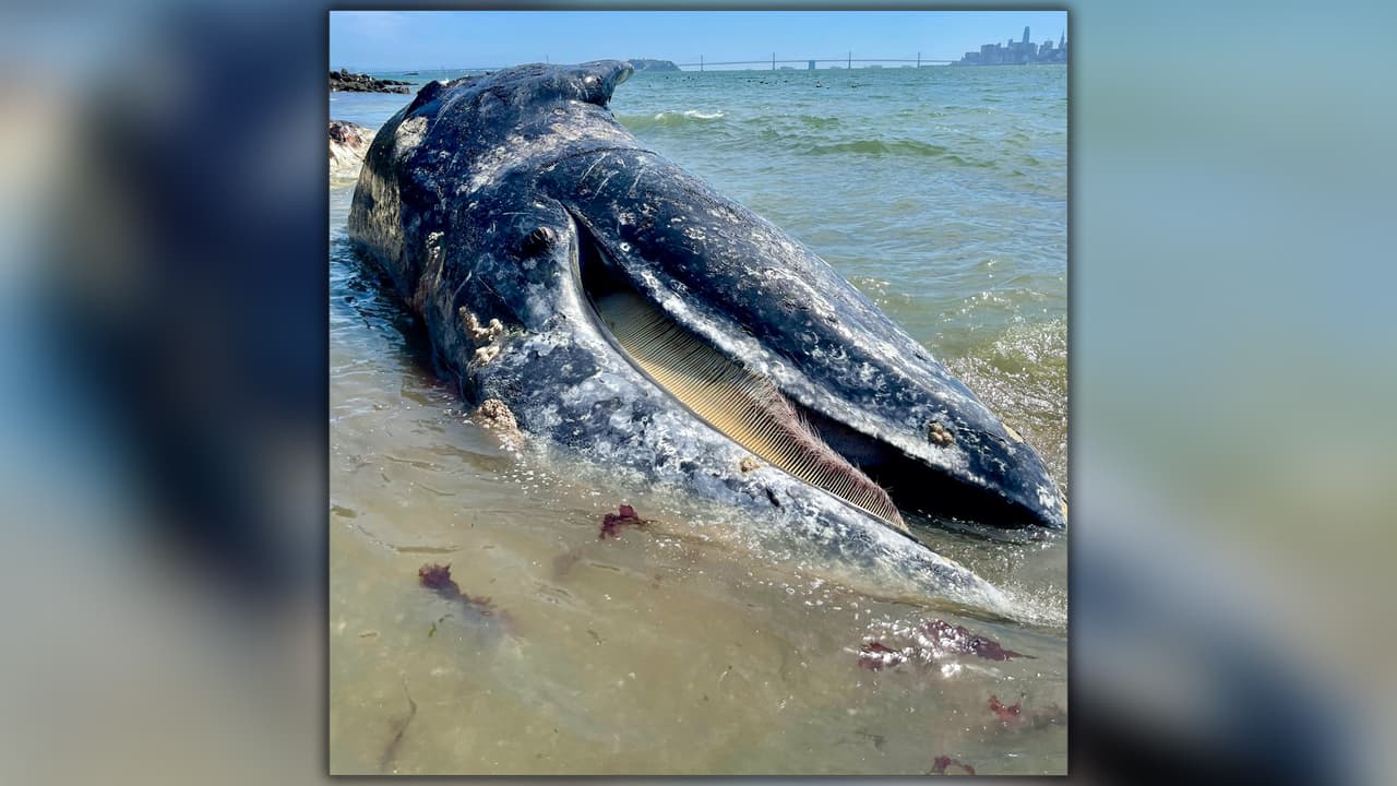 Preocupa a científicos aparición de cuatro ballenas muertas en la Bahía de San Francisco
