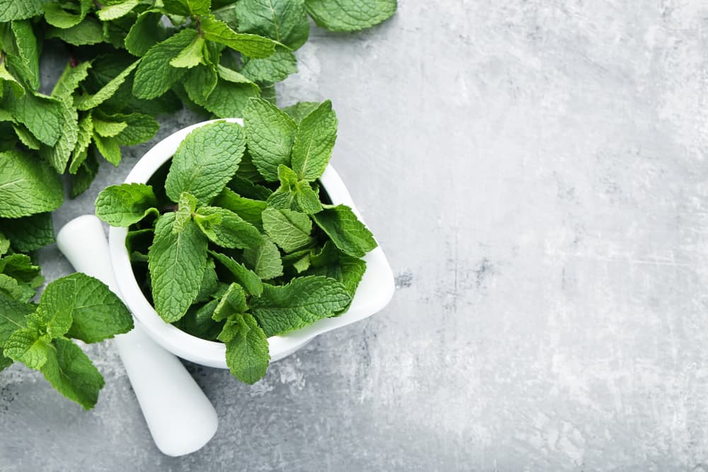 Pones a hervir todo en una ollita, dejando que hierva y resultará una deliciosa infusión de menta y jengibre que no sólo es buena para el organismo, sino a nivel esotérico te protege de mala energía.