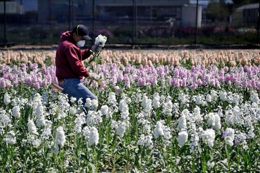 "Hemos estado operando con un 46% de ocupación aprobada y el condado está dirigiendo el cuidado de los trabajadores hospedados, incluidas las prácticas de alojamiento y cuarentena en el sitio", dijo el comunicado.