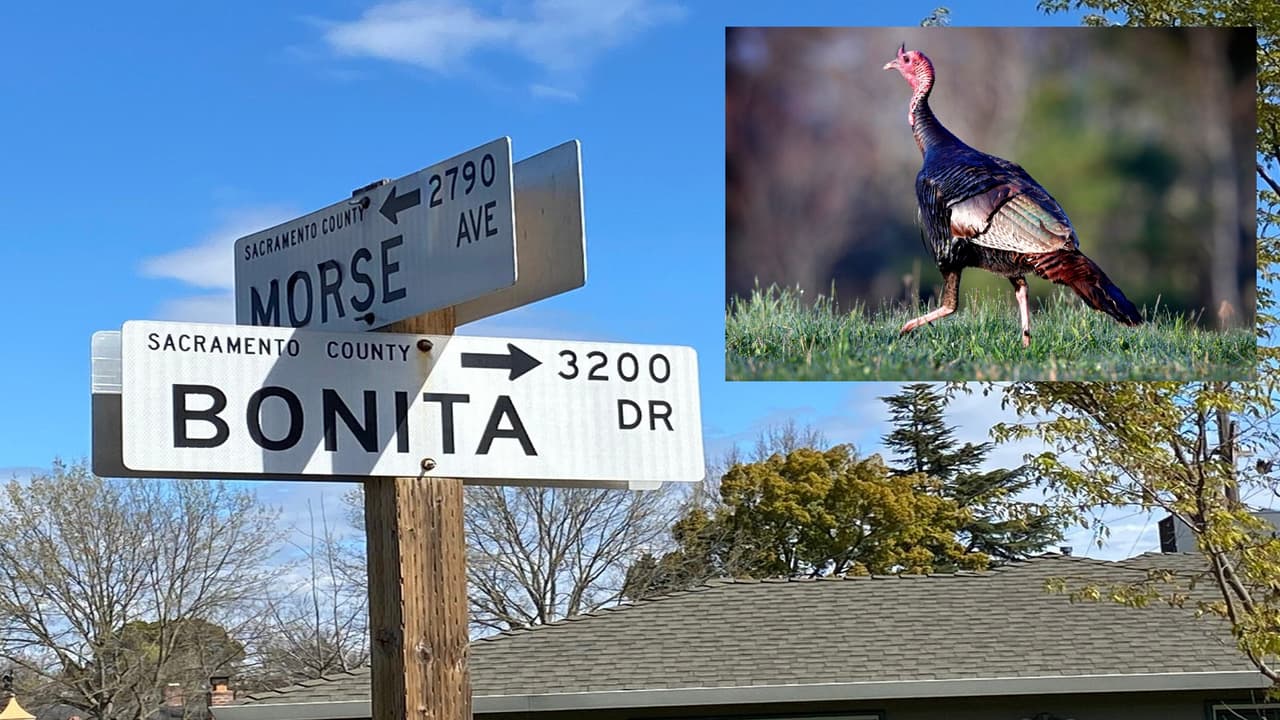 Un cartero lo mató a golpes: investigan la muerte de un pavo salvaje en Sacramento