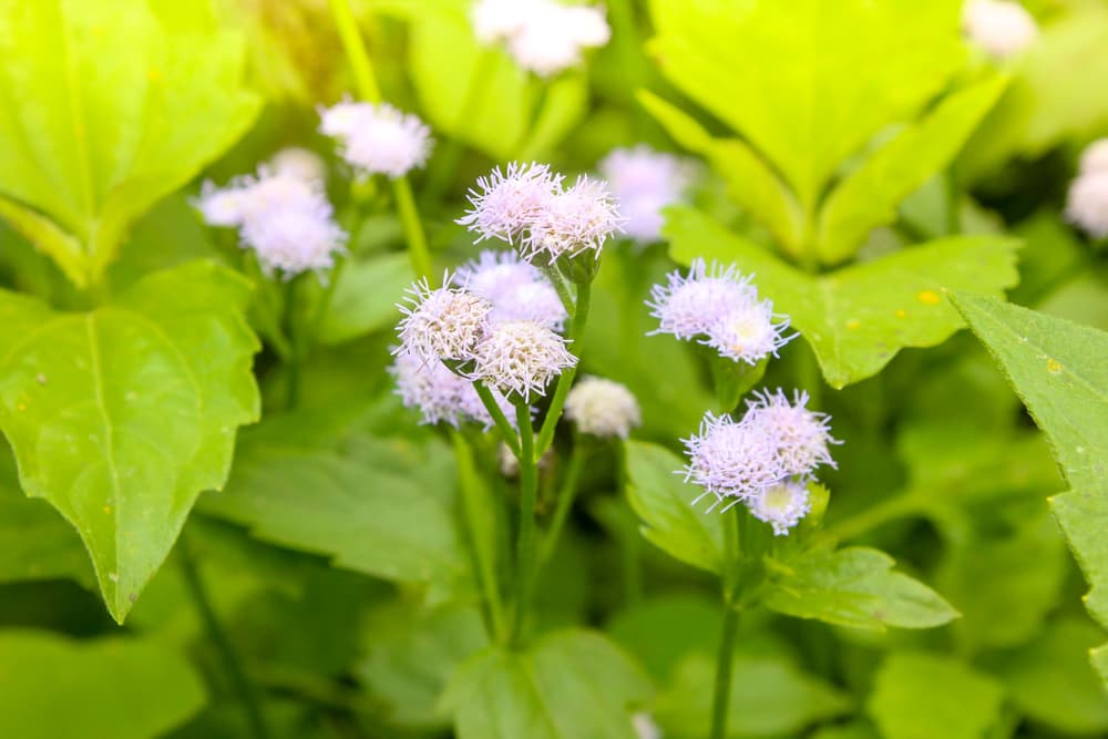 <b>ABRECAMINOS</b>
<br>Esta planta también nos ayuda a despertar nuestra conciencia y estado de ánimo, para así reconocer cuando alguien quiere hacernos daño. Es una potente aliada en magia blanca y hechizos.