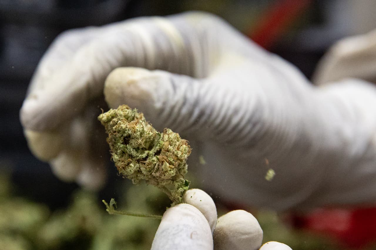 El Senado de México aprueba el uso recreativo de la marihuana, falta la aprobación de los diputados