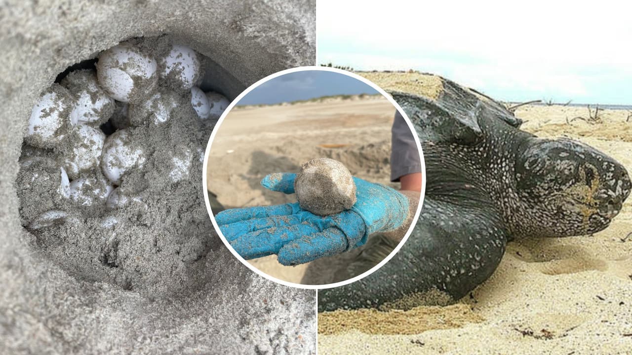 Tortuga laúd pone 93 huevos en isla de Carolina del Norte