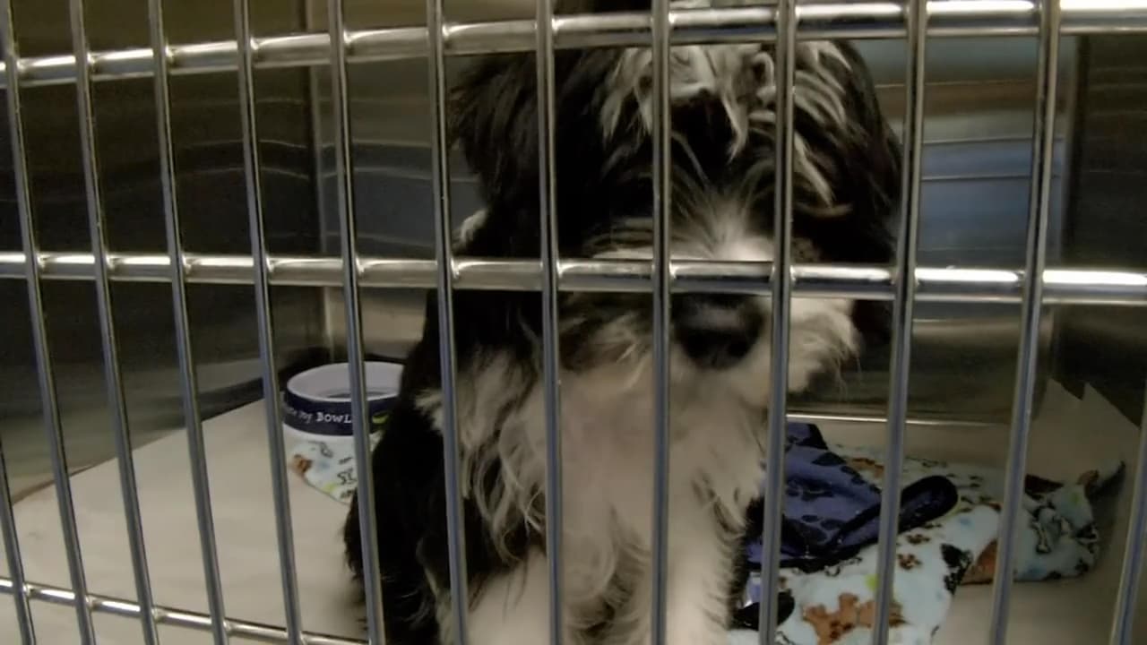 “Es más que desgarrador”: rescatan decenas de cachorritos que estaban sin luz y sin aire