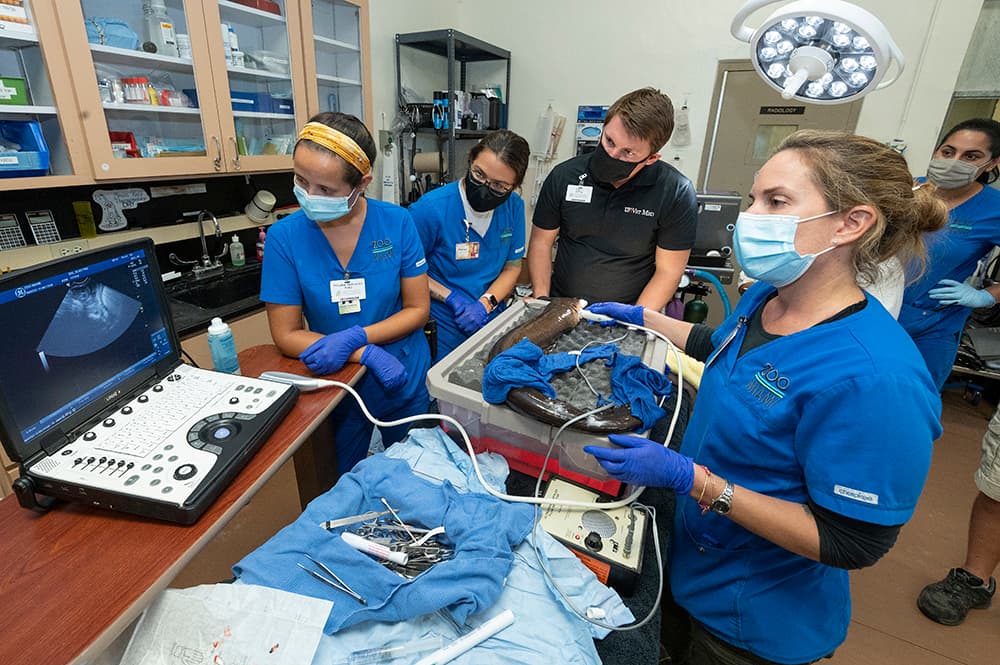 Las anguilas eléctricas en realidad están más relacionadas con los pez cuchillo que con las anguilas y se hallan en hábitats de agua fresca en el norte de Suramérica. Son básicamente carnívoros, que se alimentan de peces y crustáceos. Su habilidad para emitir choques eléctricos les sirve tanto como defensa como para inmovilizar a sus presas. 
<br>