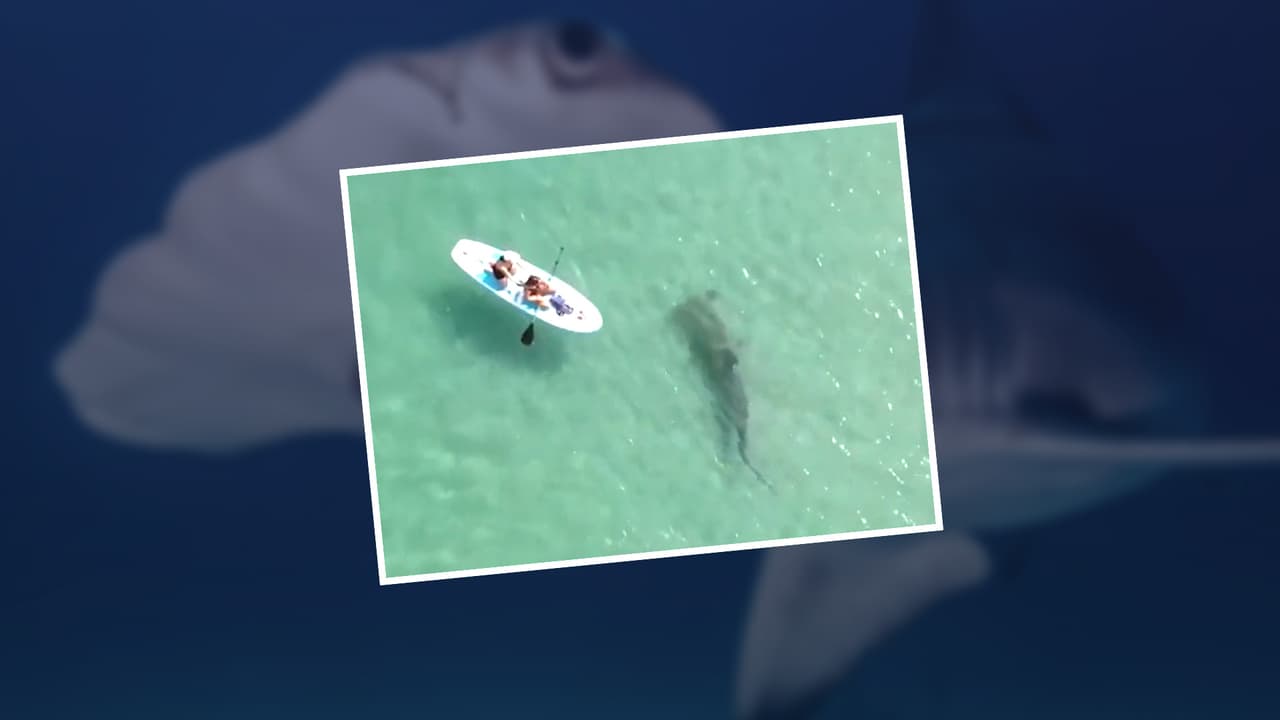 Un impactante video muestra a un tiburón martillo nadando entre practicantes de remo en Palm Beach